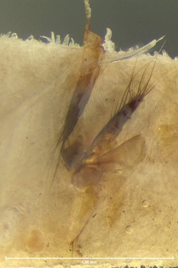Media type: image;   Entomology 33572 Aspect: genitalia
